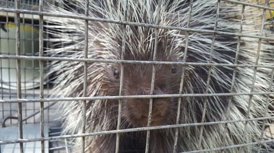 Porcupine Removal Photo