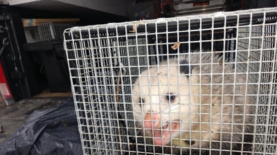 Possum Removal Photo