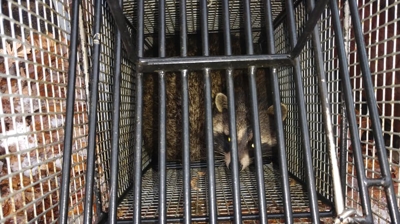 Raccoon in Cage Photo