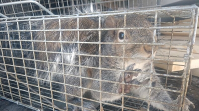 Squirrel in Cage Photo