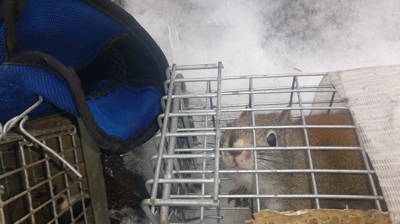 Squirrel Removal Photo
