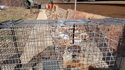 Woodchuck Removal Photo