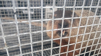 Woodchuck in Cage Photo