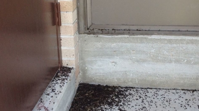 Bat Droppings - In Home Photo