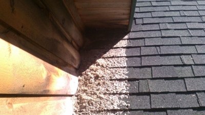 Flying Squirrel Photo