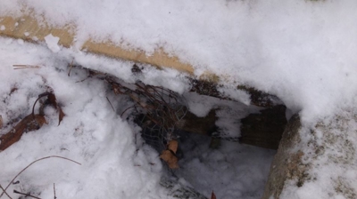 Raccoon Damage Photo