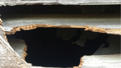 Red Squirrel Damage Photo