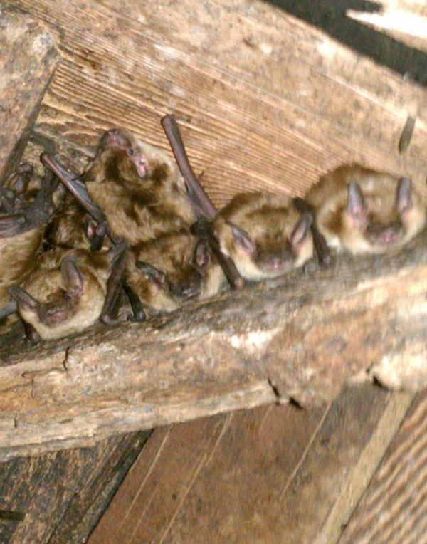 Sleepy Bats