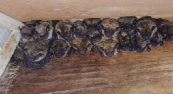 Cluster of bats