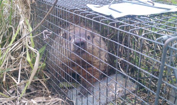 Groundhog