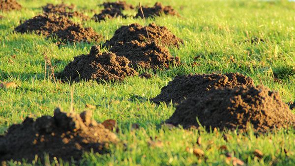 Mole Hole