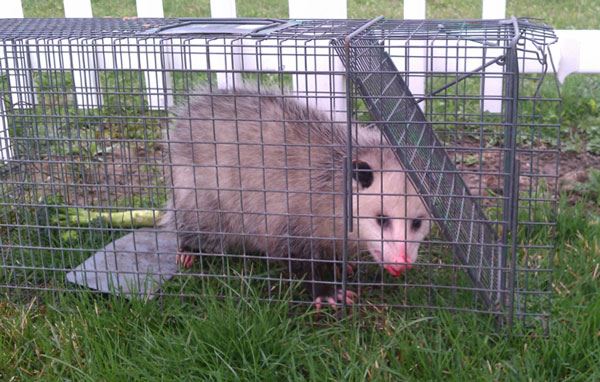 Caged Opossum