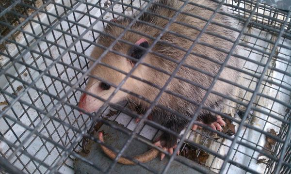 Opossum