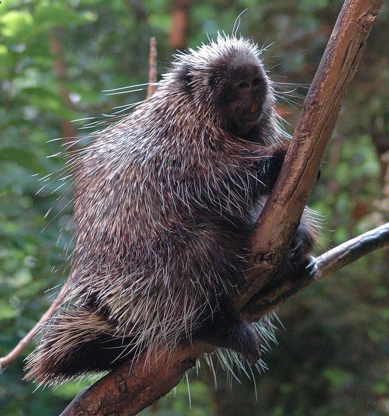 Porcupine