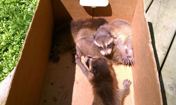 Baby Raccoons