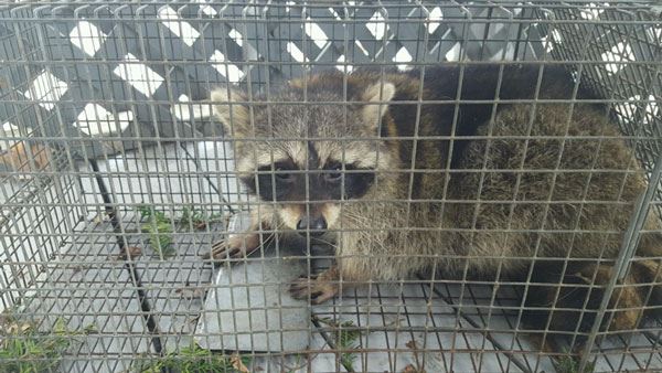 Raccoon