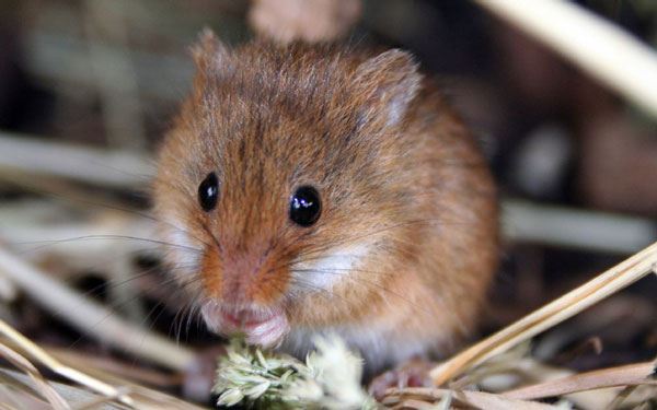 Brown rat