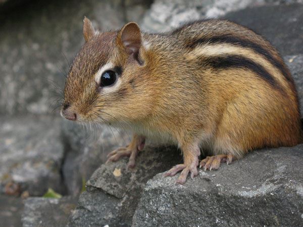 Chipmunk