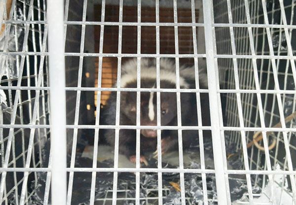 Skunk