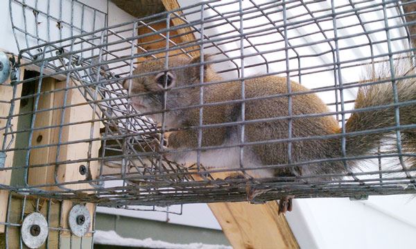 Remove Squirrels from Attic in Michigan