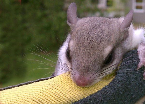 Easter Grey Squirrel