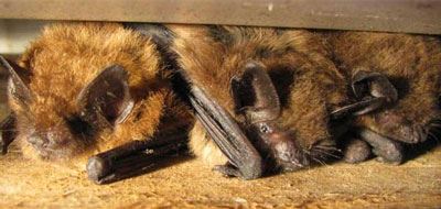 Bats huddled together