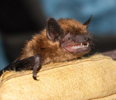 5 Interesting Bat Facts - Varmint Evictors