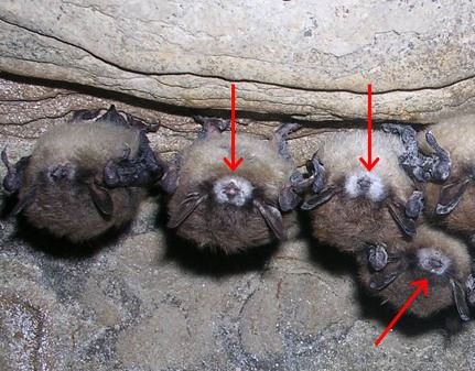 Bats with white nose syndrome