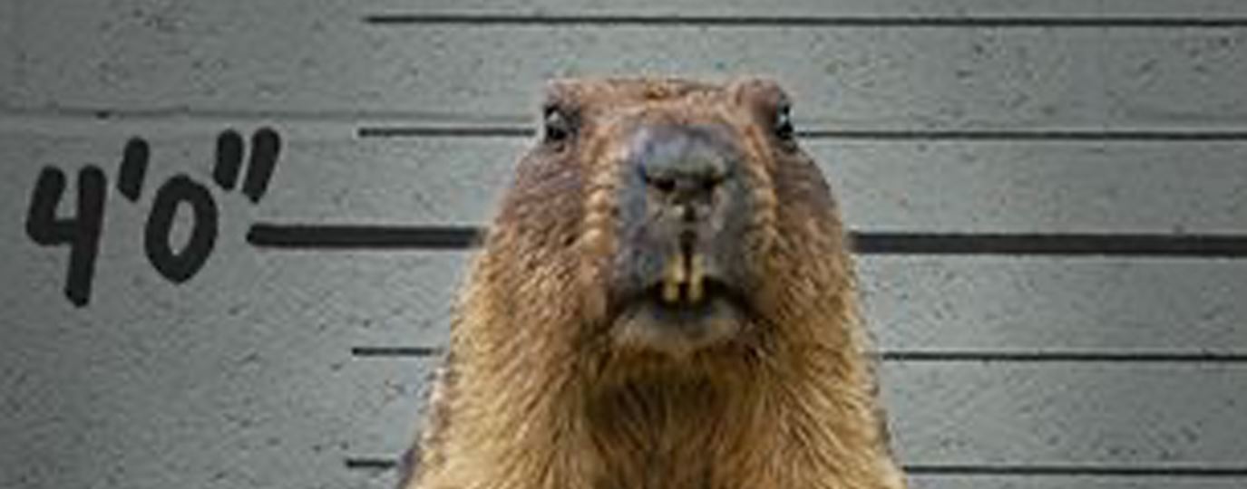 Groundhogs