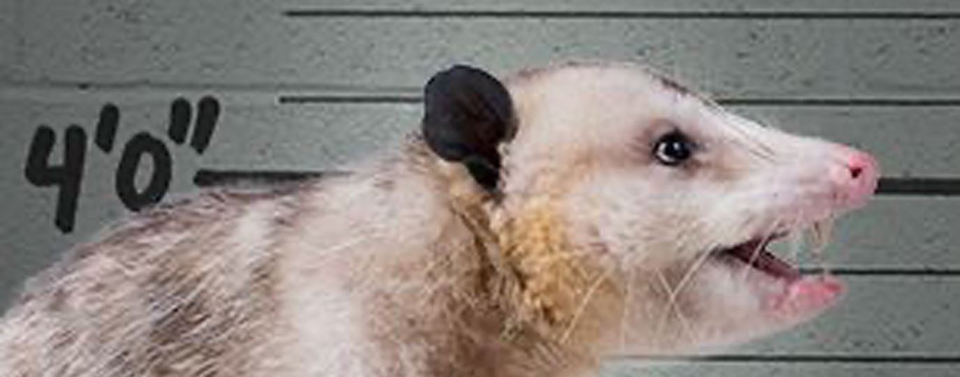 Opossums