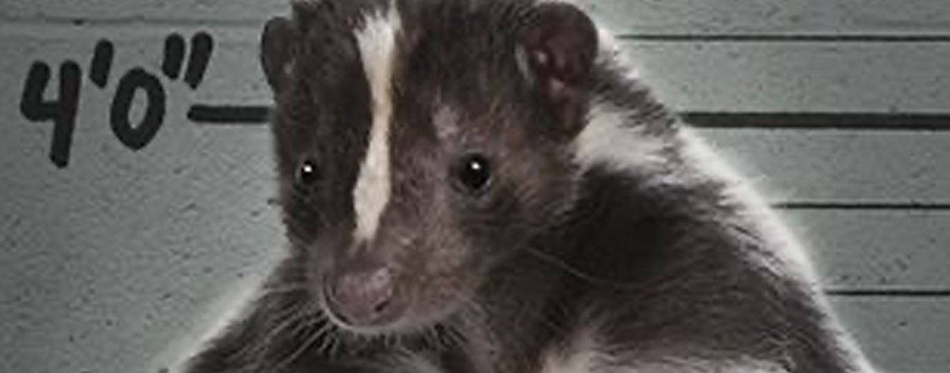 Skunks